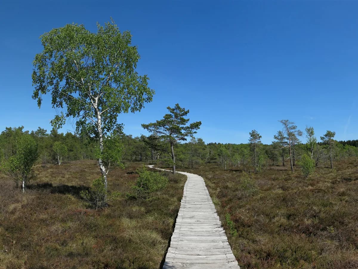 Schwarzes Moor